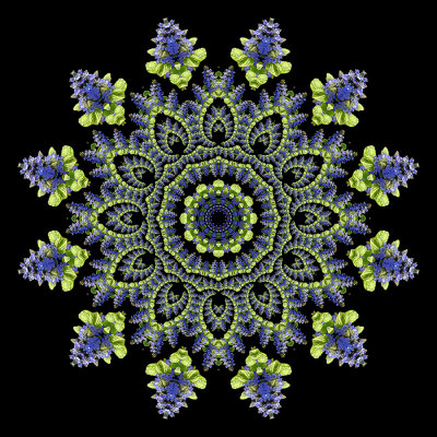 Evolved kaleidoscope created with a wildflower seen in April