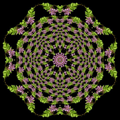 Evolved kaleidoscope created with a wildflower seen in April