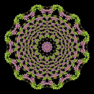 Evolved kaleidoscope created with a wildflower seen in April