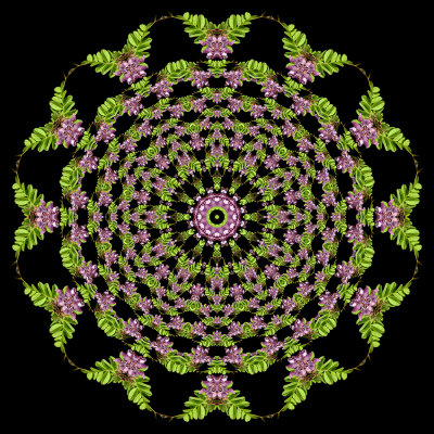 Evolved kaleidoscope created with a wildflower seen in April