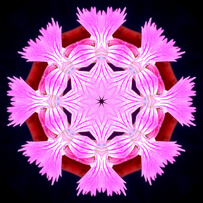 Kaleidoscopic picture created with a wildflower seen in May