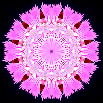 Kaleidoscopic picture created with a wildflower seen in May