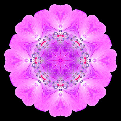 Kaleidoscopic picture created with a wildflower seen in May