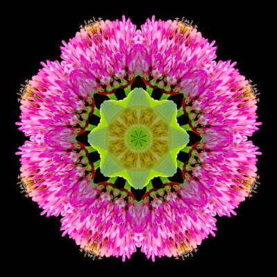 Kaleidoscopic picture created with a wildflower seen in May