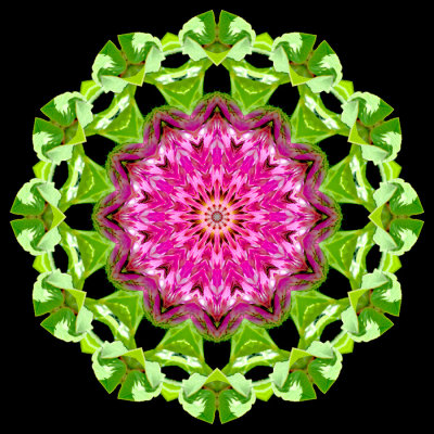 Kaleidoscopic picture created with a wildflower seen in May