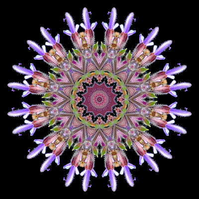 Kaleidoscopic picture created with a wildflower seen in May