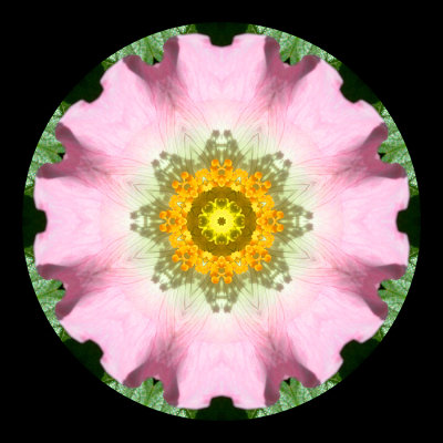 Kaleidoscopic picture created with a wildflower seen in May