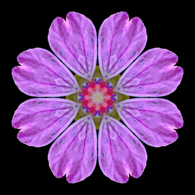 Kaleidoscopic picture created with a wildflower seen in May