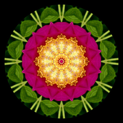 Kaleidoscopic picture created with a rose