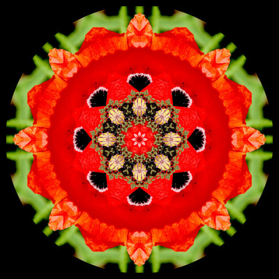 Kaleidoscopic picture created with a wild poppy flower seen in May