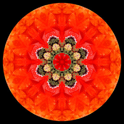 Kaleidoscopic picture created with a wild poppy flower seen in May