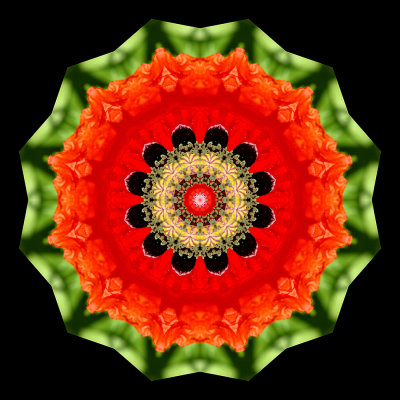 Kaleidoscopic picture created with a wild poppy flower seen in May