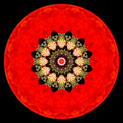 Kaleidoscopic picture created with a wild poppy flower seen in May