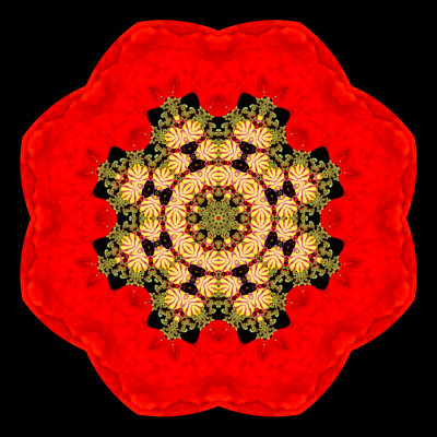 Evolved kaleidoscopic picture created with a wild poppy flower seen in May
