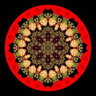Evolved kaleidoscopic picture created with a wild poppy flower seen in May