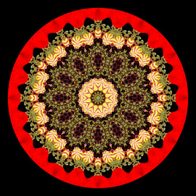 Evolved kaleidoscopic picture created with a wild poppy flower seen in May