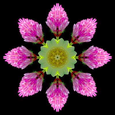 Kaleidoscopic picture created with a wildflower seen in May