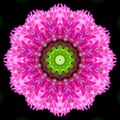 Kaleidoscopic picture created with a wildflower seen in May