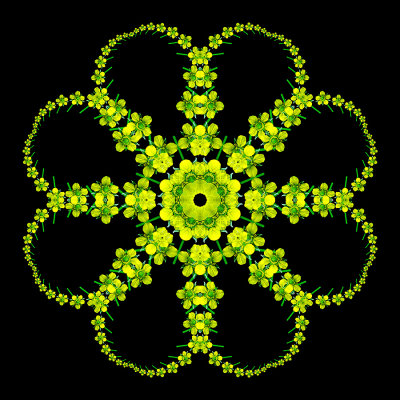Kaleidoscope created with a yellow wildflower