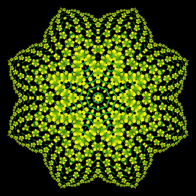 Evolved kaleidoscope created with a small yellow wildflower seen in May