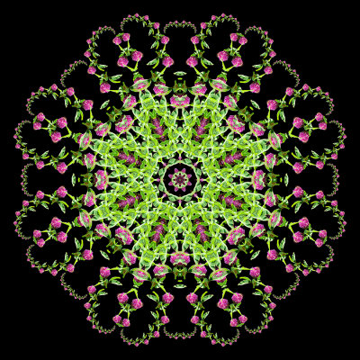 Evolved kaleidoscope created with a wildflower seen in May