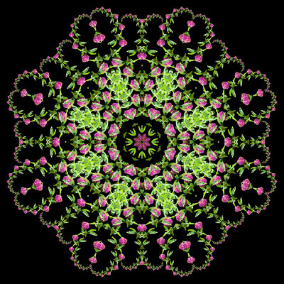 Evolved kaleidoscope created with a wildflower seen in May