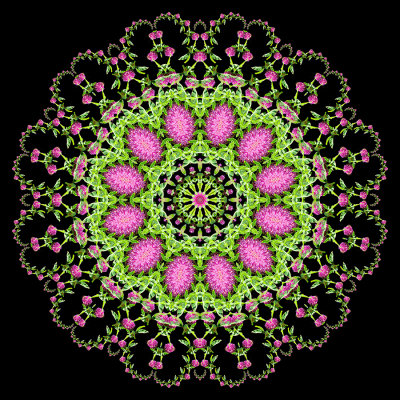 Evolved kaleidoscope created with a wildflower seen in May