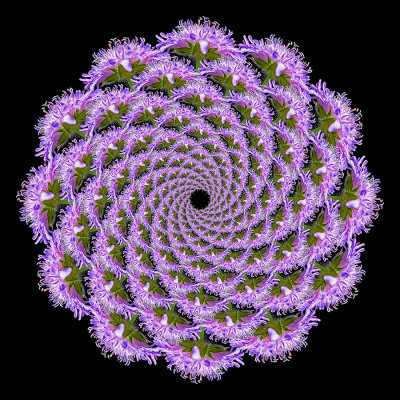Spiral creation with a wildflower seen in May