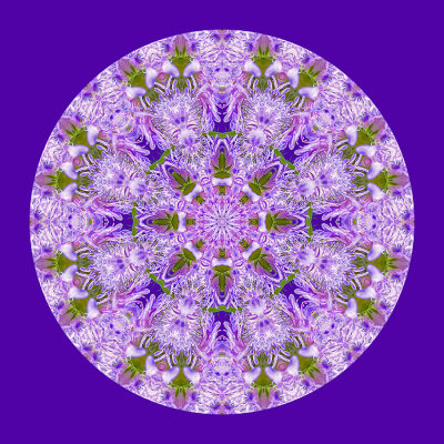 Evolved kaleidoscope created with a wildflower seen in May