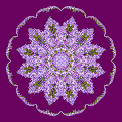 Evolved kaleidoscope created with a wildflower seen in May