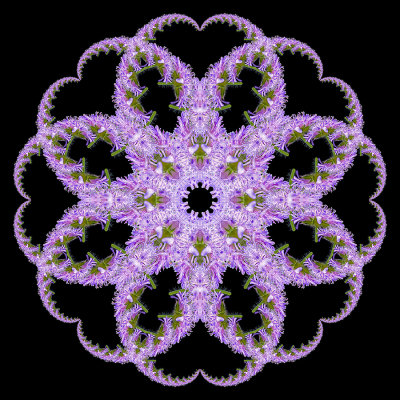 Evolved kaleidoscope created with a wildflower seen in May