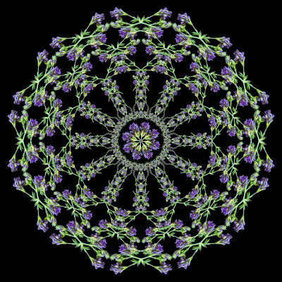 Evolved kaleidoscopic creation with a wildflower seen in June