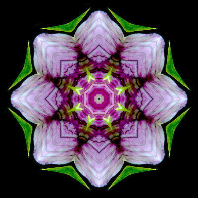 Kaleidoscopic picture created with a wildflower seen in June