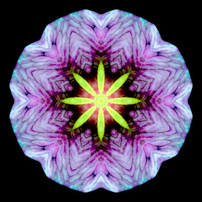 Kaleidoscopic picture created with a wildflower seen in June