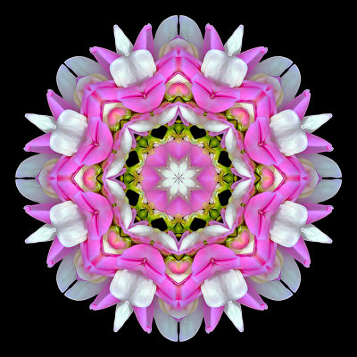 Kaleidoscopic picture created with a wildflower seen in June