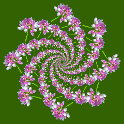 Spiral creation done with a wildflower seen in June