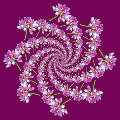 Spiral creation done with a wildflower seen in June