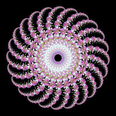 Inverted spiral creation done with a wildflower seen in June - 24 arms