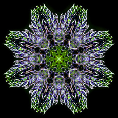 Kaleidoscopic picture created with a wildflower seen in the forest in June