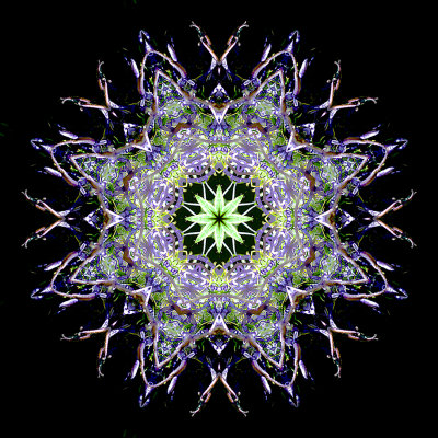 Kaleidoscopic picture created with a wildflower seen in the forest in June