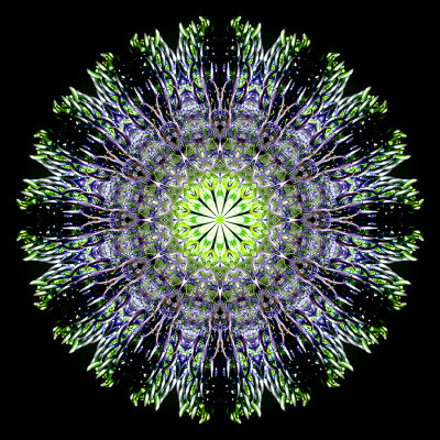 Kaleidoscopic picture created with a wildflower seen in the forest in June