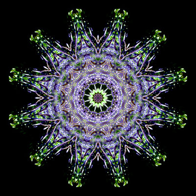 Kaleidoscopic picture created with a wildflower seen in the forest in June