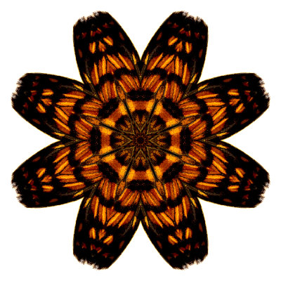 Kaleidoscopic picture created with a butterfly