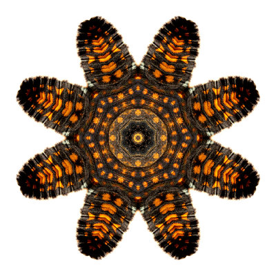 Kaleidoscopic picture created with a butterfly