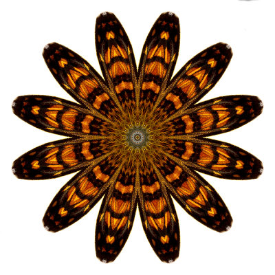 Kaleidoscopic picture created with a butterfly