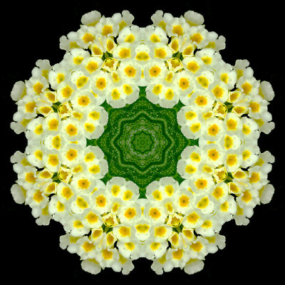 Kaleidoscopic picture created with a flower seen in the garden in June.