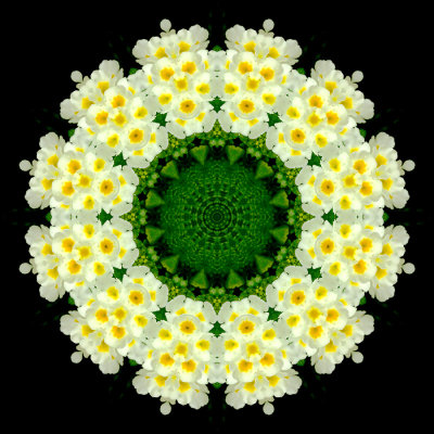 Kaleidoscopic picture created with a flower seen in the garden in June.