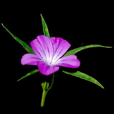 Wildflower seen in June - used to create spiral arrangements