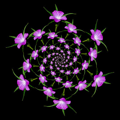 Spiral arrangement created with a wildflower seen in June