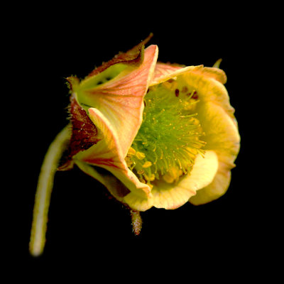 A wildflower seen in the forest in June - used to create kaleidoscopic pictures